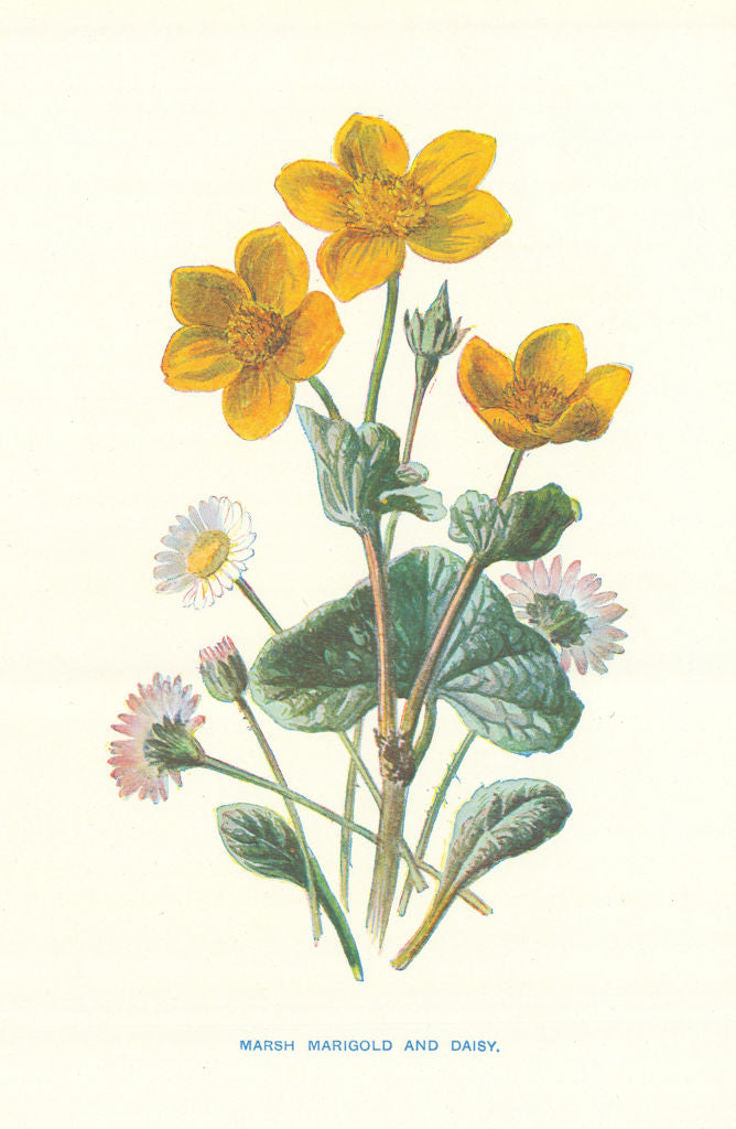 Daisy & Marsh Marigold. Wild Flowers by Frederick Edward Hulme c1895 print